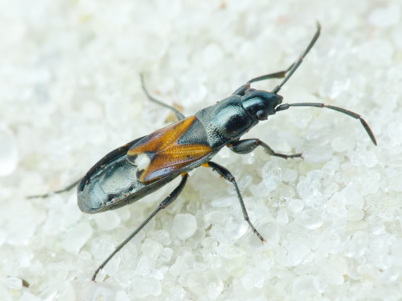 Pterotmetus staphyliniformis (Schilling, 1829)